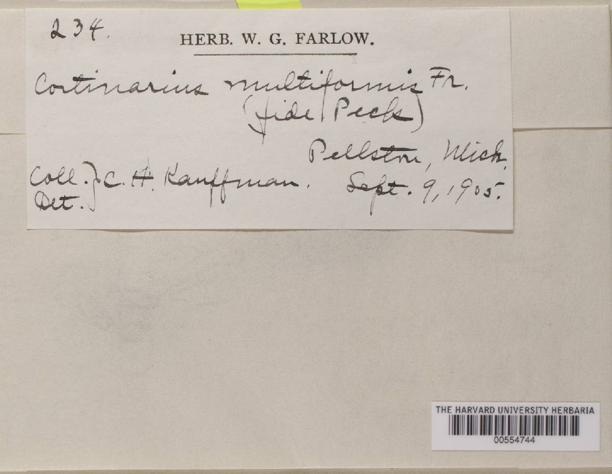 Cortinarius polymorphus image