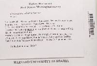 Cortinarius alboviolaceus image