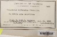 Crepidotus applanatus image