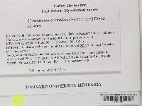 Cystodermella granulosa image