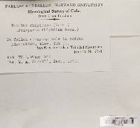 Panellus pusillus image