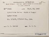 Cystoderma fallax image