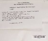 Thumbnail image of current specimen