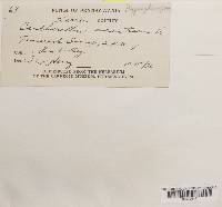 Hygrophoropsis aurantiaca image