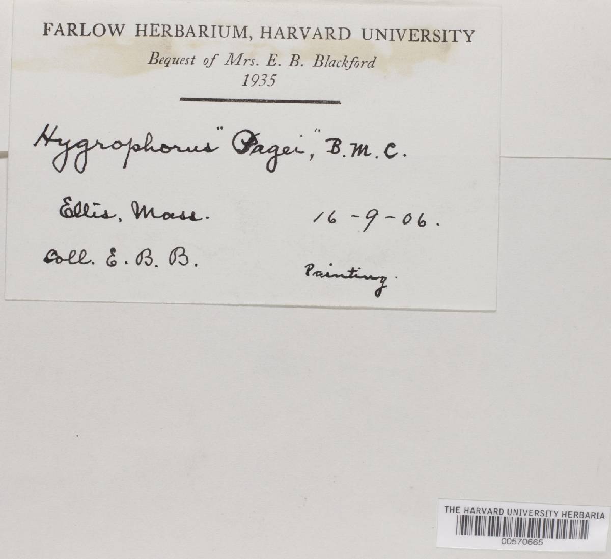 Hygrophorus paigei image