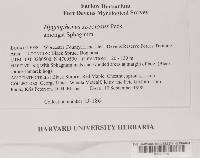 Hygrophorus speciosus image