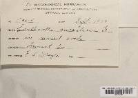 Hygrophoropsis aurantiaca image