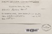 Hyphodontia breviseta image