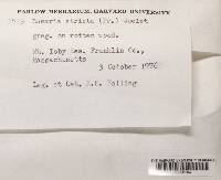 Ramaria stricta image