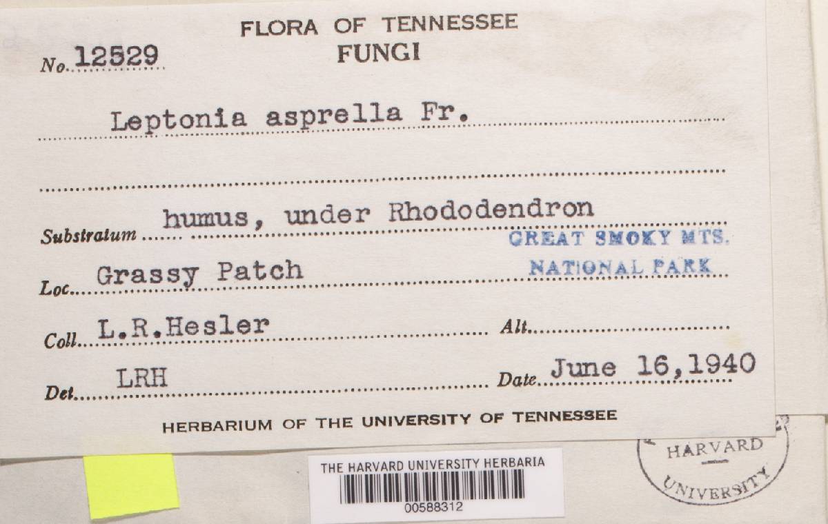 Entoloma asprellum image