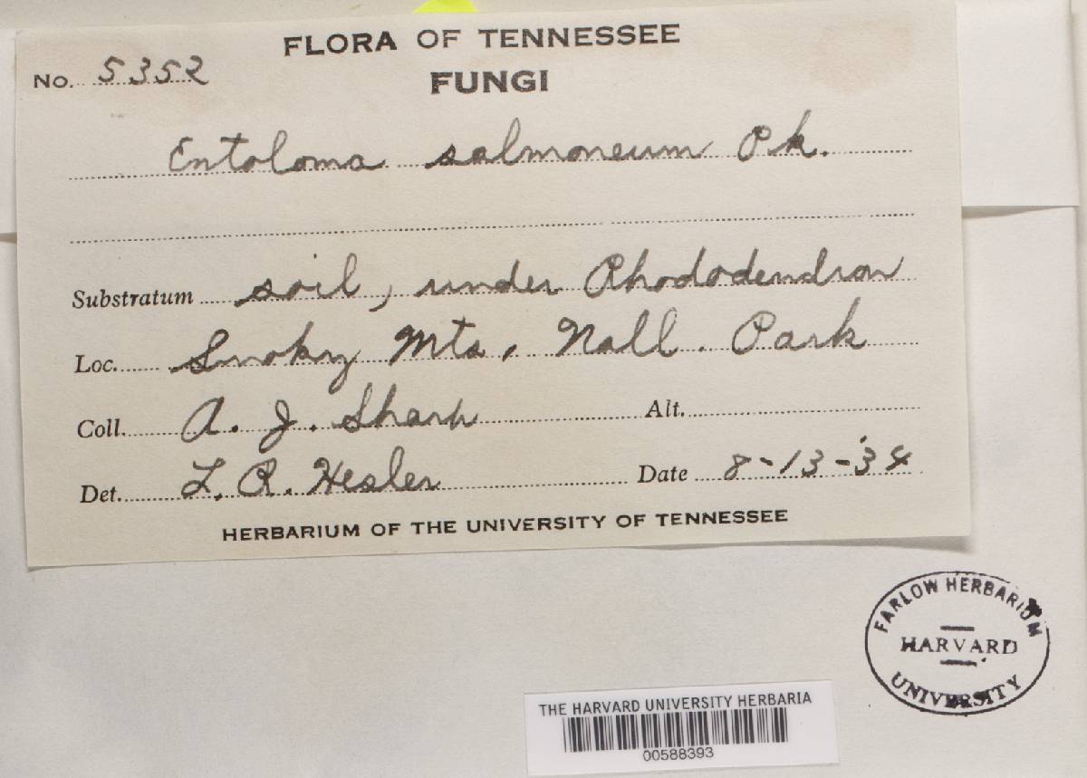 Rhodophyllus salmoneus image