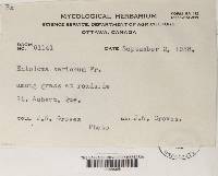 Entoloma sericeum image