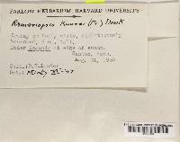 Ramariopsis kunzei image