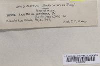 Lentinellus ursinus image