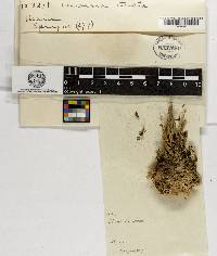 Ramaria stricta image