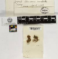 Clavulina coralloides image