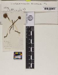 Marasmius siccus image