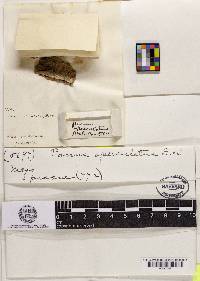 Image Associated With the Occurrence