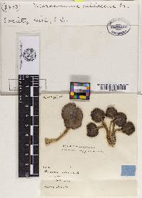 Image Associated With the Occurrence