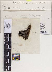 Paxillus ligneus image