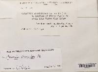 Gymnopus androsaceus image