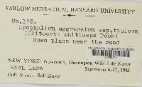 Lyophyllum decastes image