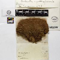 Calvatia cyathiformis image