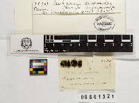 Ascocoryne sarcoides image