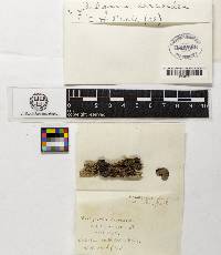 Ascocoryne sarcoides image