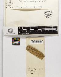 Thumbnail image of current specimen