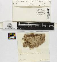 Calvatia cyathiformis image