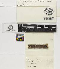 Tympanis viticola image