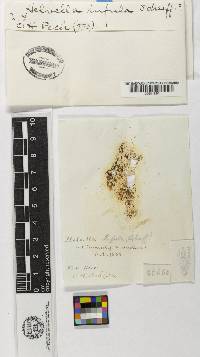 Helvella infula image