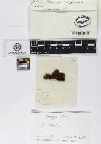 Thumbnail image of current specimen