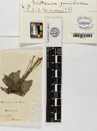 Thumbnail image of current specimen