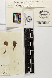 Helvella macropus image