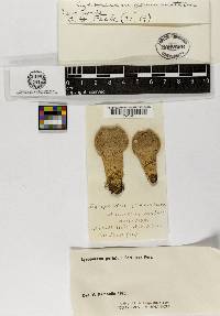 Lycoperdon gemmatum image