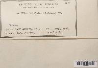 Paxillus involutus image