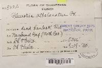 Pleurocybella porrigens image