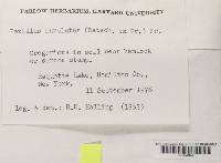 Paxillus involutus image