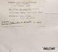 Media resource of Naucoria belluloides