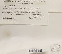 Pleuroflammula flammea image