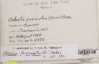 Mycoacia fuscoatra image