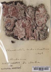 Image Associated With the Occurrence