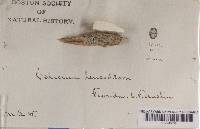 Calicium leucochlorum image