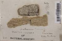 Arthonia taediosa image