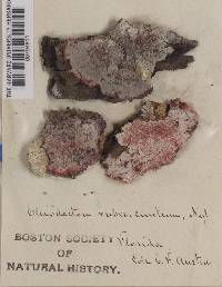 Image Associated With the Occurrence