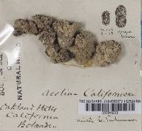 Media resource of Acolium californicum