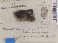 Staurothele fissa image