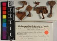 Rhodocybe roseiavellanea image